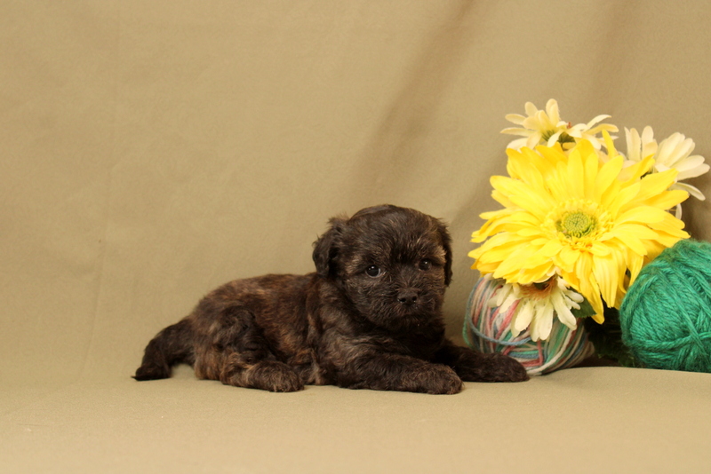 puppy, for, sale, Maltipoo, Matthew B. Stoltzfus, dog, breeder, Gap, PA, dog-breeder, puppy-for-sale, forsale, nearby, find, puppyfind, locator, puppylocator, aca